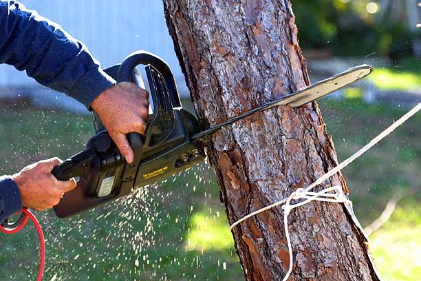 How Our Tree Care Process Works  in  Eagleview, PA